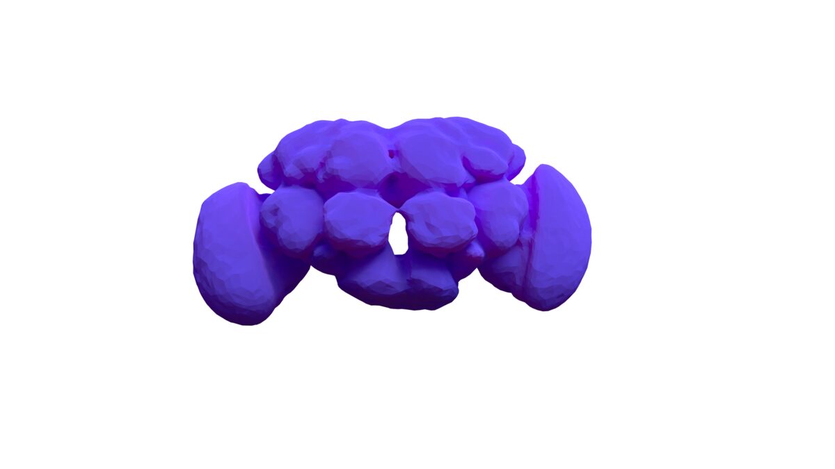 A violet three-dimensional surface model of a fruit fly brain on a black background, with lobed masses in the centre and a large rounded optic lobe on each side