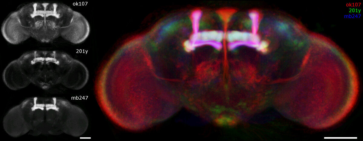 Three greyscale scans of a fly brain in a column labeled ok107, 201y and mb247, beside a merged colour version in red, green and blue where the mushroom bodies glow bright magenta