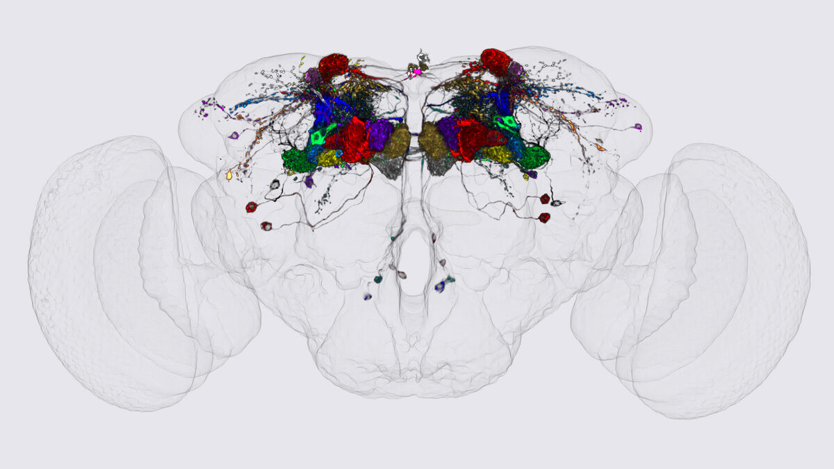 A fruit fly brain rendered as a transparent grey shell, with clusters of neurons traced in red, blue, green, gold and purple massed through its upper centre