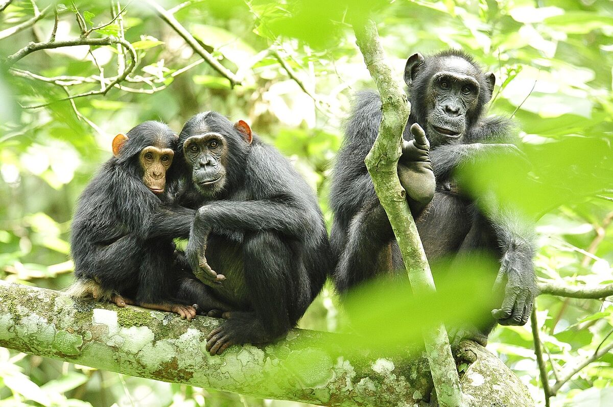 Three chimpanzees sitting on a mossy branch in a green forest, two huddled together on the left and one on the right looking toward the camera.